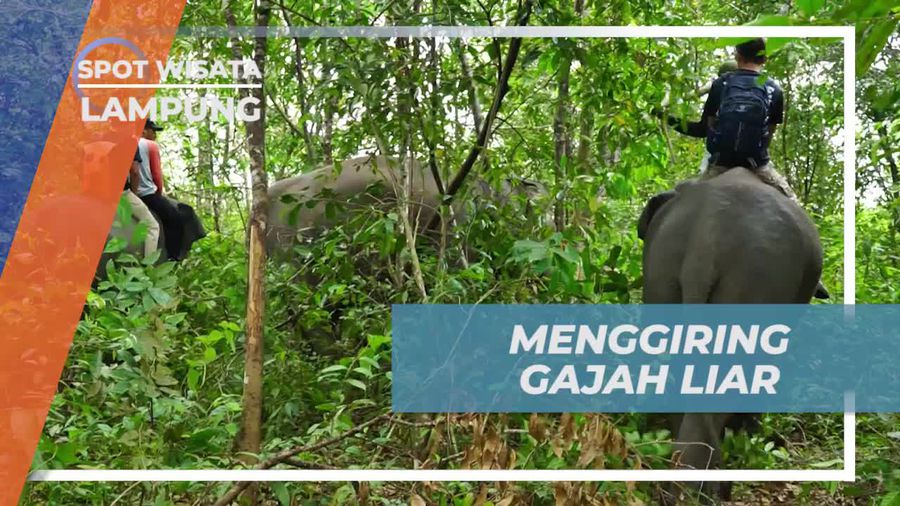 Melihat Dari Dekat Pencegahan Gajah Liar Memasuki Pemukiman, Lampung