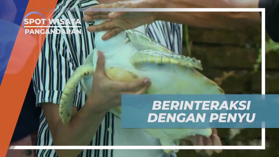 Berinteraksi Langsung Dengan Penyu di Penangkaran Pangandaran