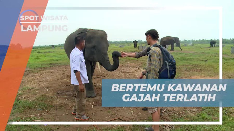 Bertemu Kawanan Gajah Terlatih di Taman Nasional Way Kambas Lampung