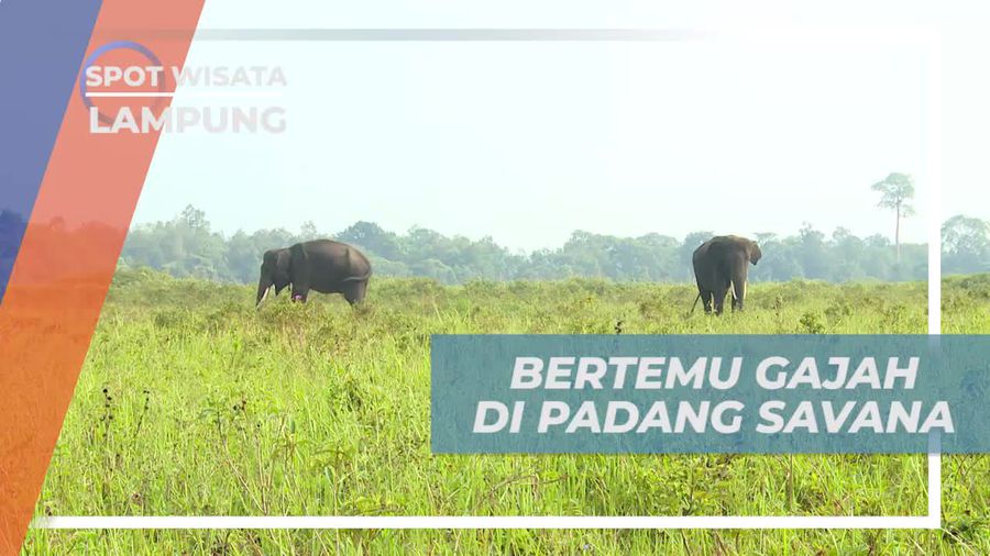 Momen Seru Bertemu Gajah di Padang Savana Lampung