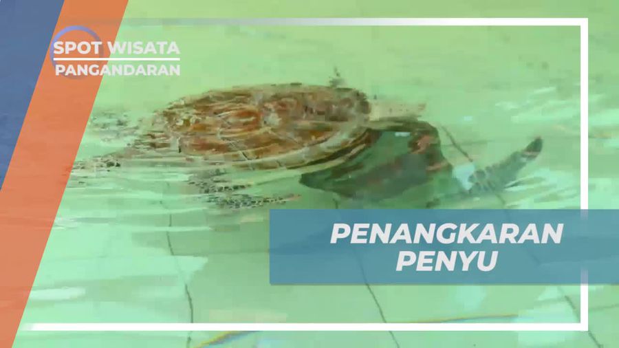 Singgah Sejenak ke Penangkaran Penyu di Pangandaran