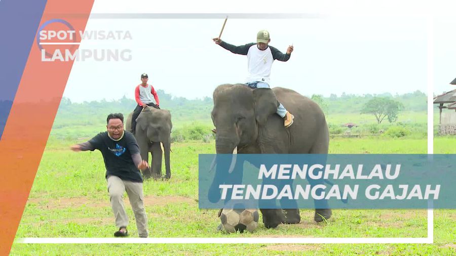 Tantangan Seru Bermain Bola Bersama Gajah, Lampung