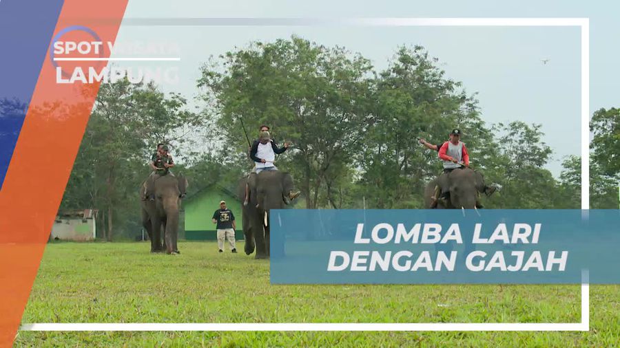 Adu Kecepatan Lomba Lari Bersama Gajah di Lampung