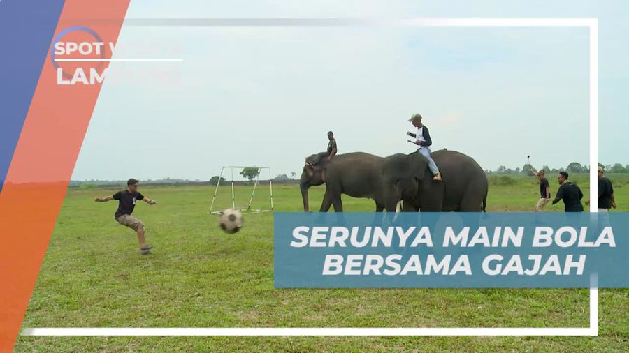 Seru-seruan Bermain Bola Bersama Gajah di Taman Nasional Way Kambas Lampung