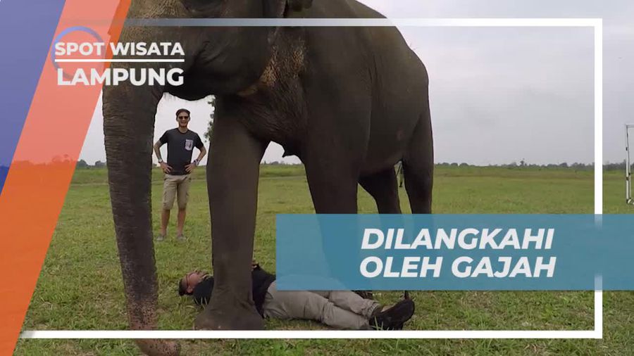 Momen Menegangkan Dilangkahi Oleh Gajah, Lampung