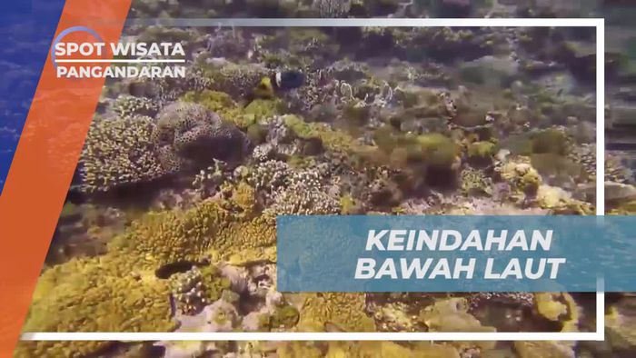 Snorkeling Menikmati Keindahan Bawah Laut Pantai Pasir Putih Pangandaran