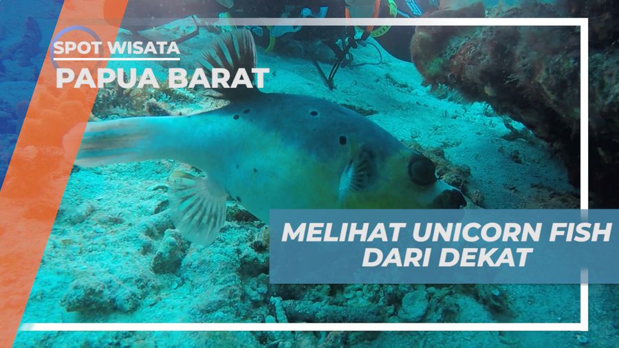 Mengeksplor Kehidupan Biota Laut Pulau Purup yang Memukau, Papua Barat