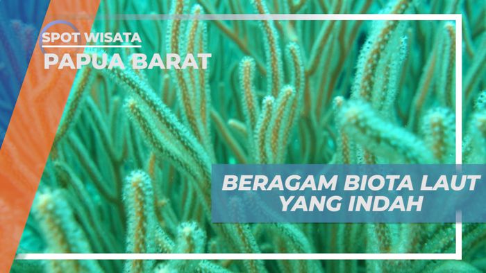 Menikmati Pesona Keindahan Beragam Biota Laut Pulau Purup, Papua Barat