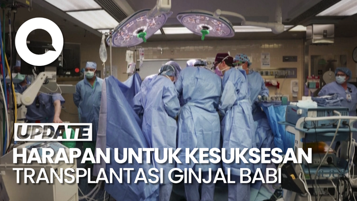 Pakar Yakin Transplantasi Ginjal Babi akan Maju, Penelitain Diperlukan