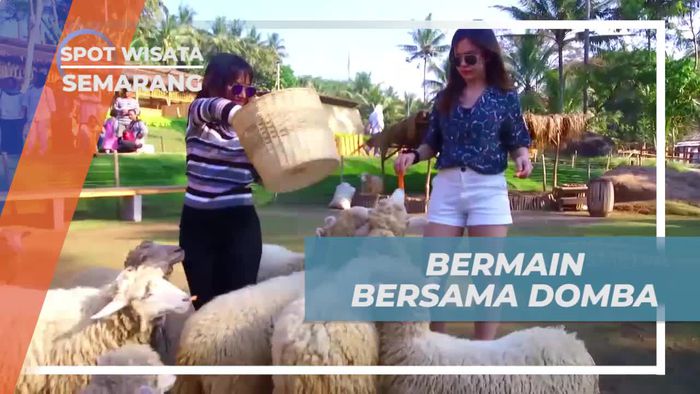 Momen Menggemaskan Bermain Bersama Domba di Semarang 