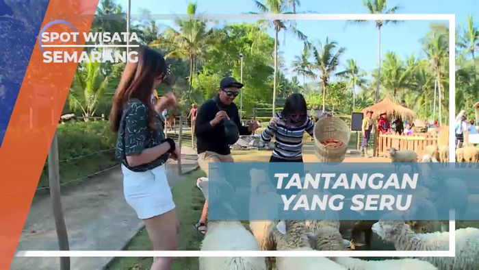 Tantangan Seru Memberi Makan Domba di Semarang