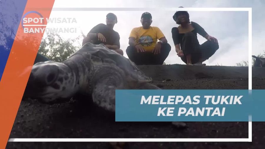 Menjaga Populasi Dengan Melepas Tukik ke Pantai Cemara Banyuwangi