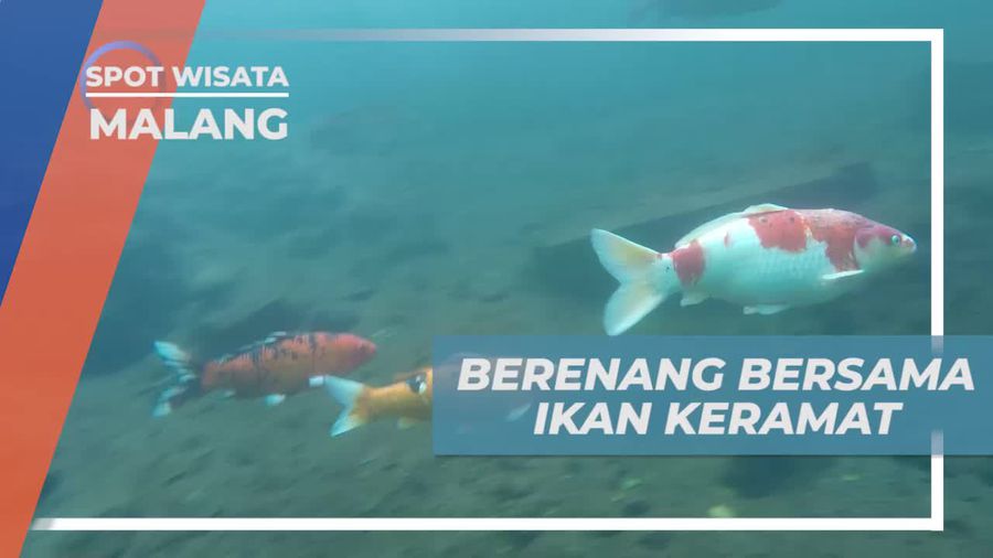 Berenang Bersama Ikan Keramat di Sunber Jenon Kota Malang