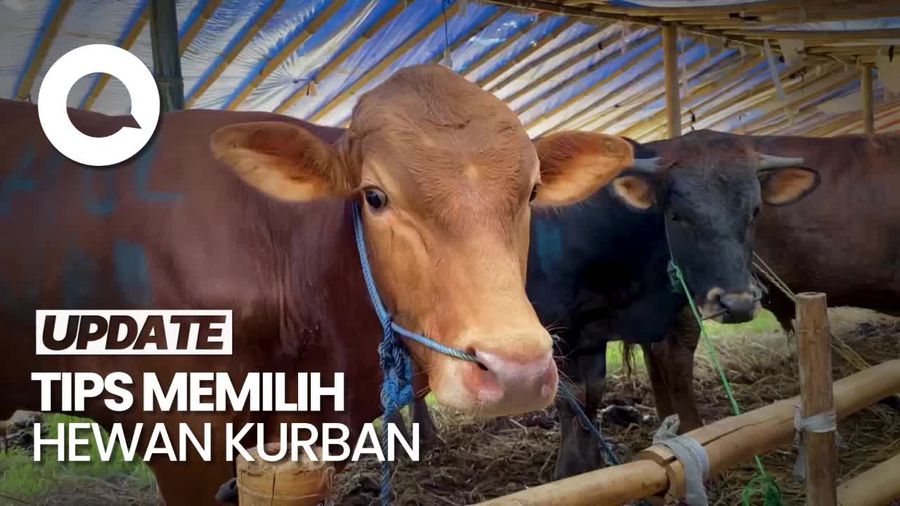 Jangan Beli Hewan Kurban Sembarangan, Ini Tips dari Pakar Peternakan