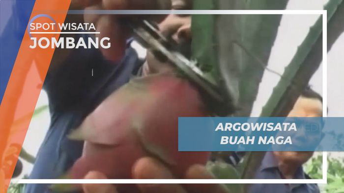 Mengunjungi Agrowisata Taman Buah Naga di Kaki Gunung Anjasmoro, Jombang