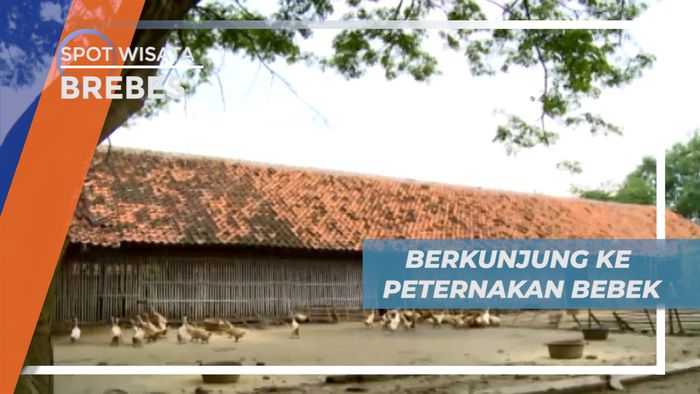 Menghasilkan Rupiah dari Beternak Bebek yang Menjanjikan, Brebes
