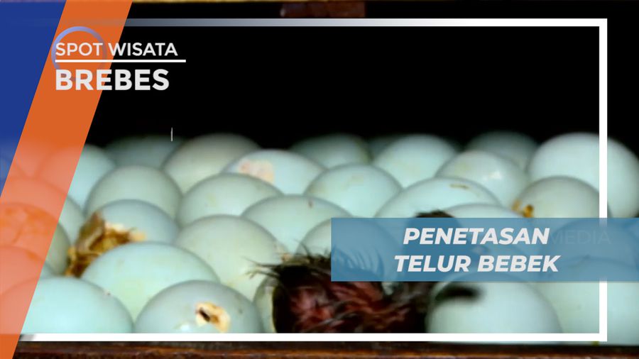 Melihat dari Dekat Proses Penetasan Telur Bebek di Peternakan, Brebes