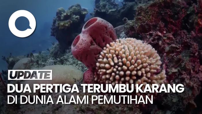 Penampakan Terumbu Karang di Dunia yang Alami Pemutihan 