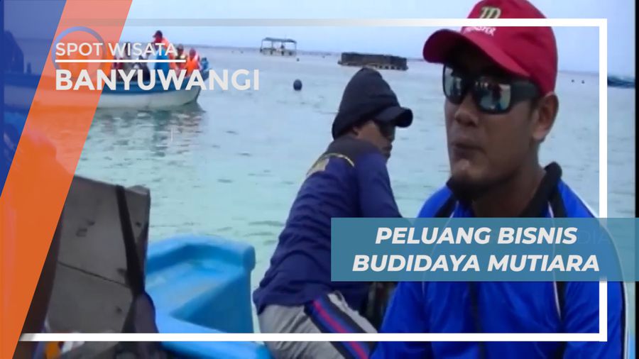 Meraup Untung dari Peluang Bisnis Budidaya Mutiara,Banyuwangi