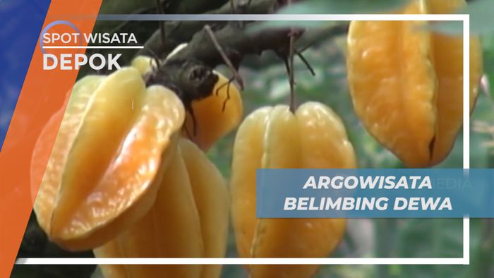Serunya Liburan Sambil Belajar di Agrowisata Belimbing Dewa Kota Depok 