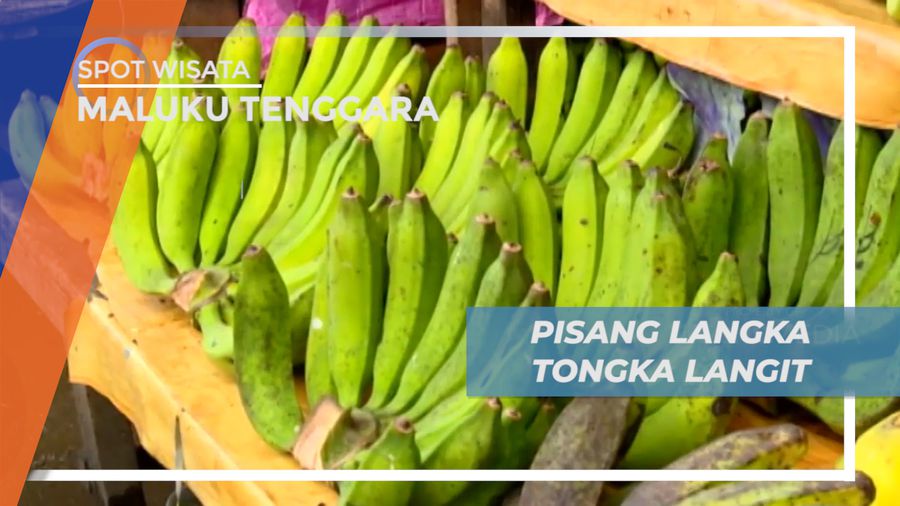 Serunya Memanen Pisang Tongka Langit yang Langka di Tengah Hutan, Maluku Tenggara