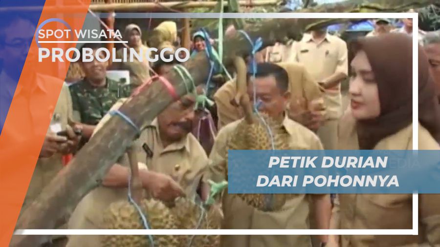 Senangnya Memetik Beragam Jenis Durian Langsung dari Pohonnya, Probolinggo
