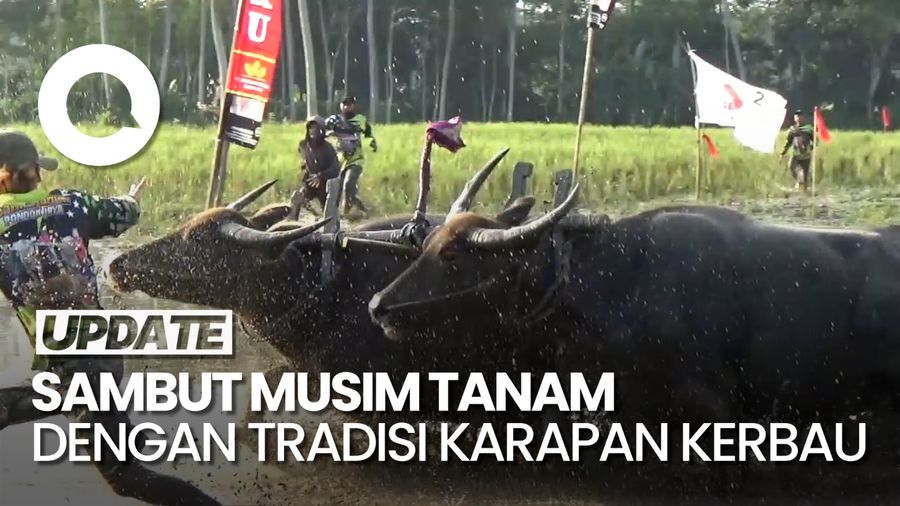 Begini Serunya Tradisi Karapan Kerbau di Lumajang