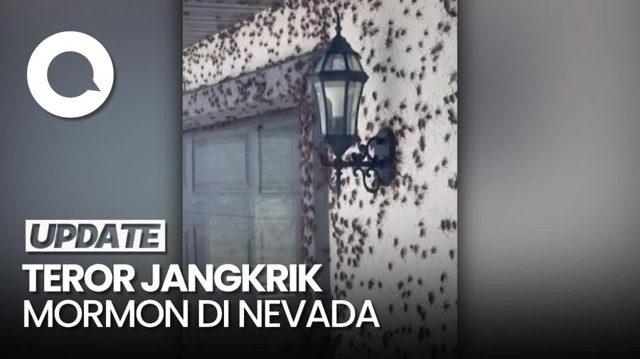Hiii... Penampakan Ribuan Jangkrik Mormon Serbu Kota Nevada