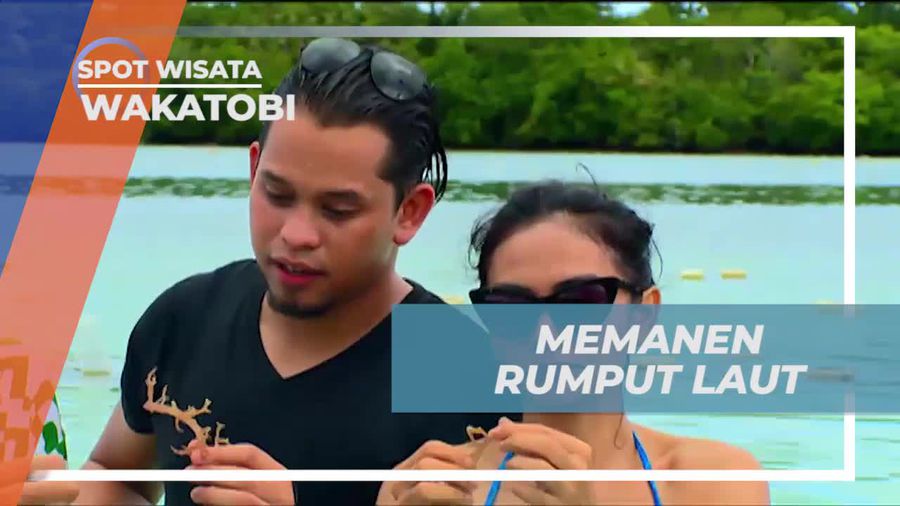 Memanen Rumput Laut di Tempat Budidaya Wakatobi