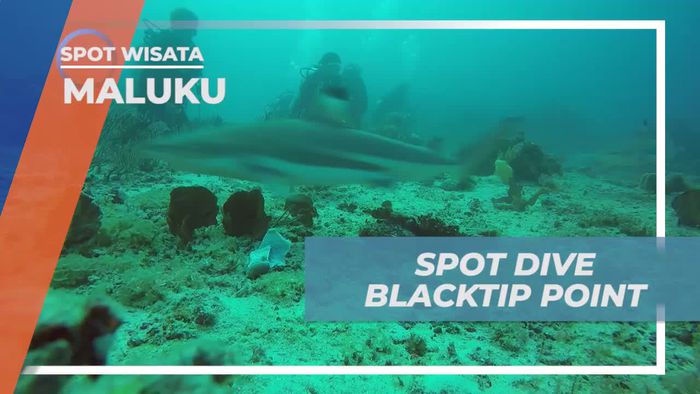 Blacktip Point, Spot Diving Istimewa di Bawah Laut Maluku