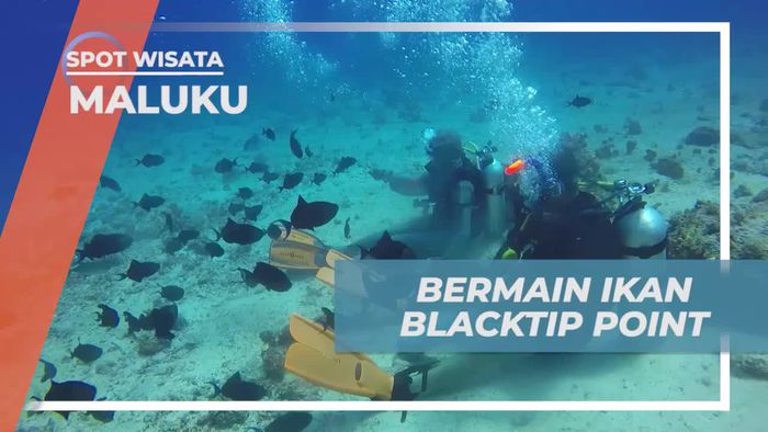 Melihat Keindahan Bawah Laut Maluku di Blacktip Point