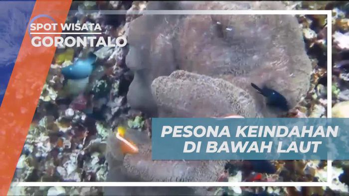 Snorkeling Seru Menikmati Keindahan Bawah Laut Pulau Saronde Gorontalo 