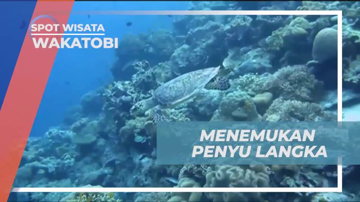 Momen Tak Terduga Bertemu Penyu Langka di Wakatobi