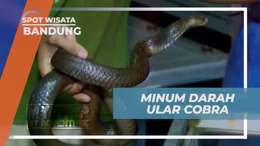 Momen Menegangkan Atraksi Bersama Ular Kobra, Bandung
