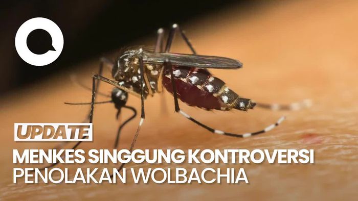  Menkes Heran Nyamuk dengan Bakteri Wolbachia Dianggap Bio Weapon