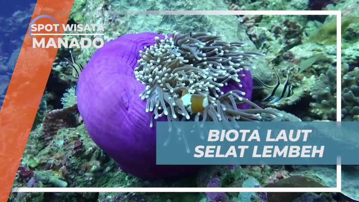 Melihat Dari Dekat Aneka Biota Laut Cantik di Selat Lembeh Manado