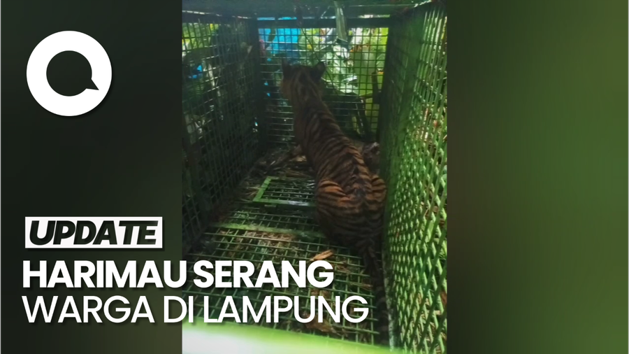 Penampakan Harimau yang Diduga Menerkam Warga di Bandar Suoh