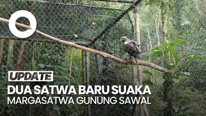 Momen Pelepasliaran Dua Elang Brontok di Suaka Margasatwa Gunung Sawal
