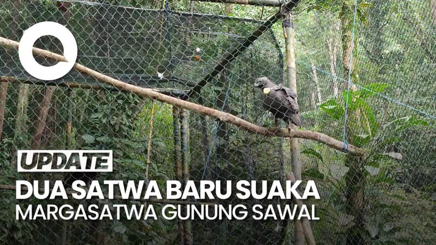 Momen Pelepasliaran Dua Elang Brontok di Suaka Margasatwa Gunung Sawal