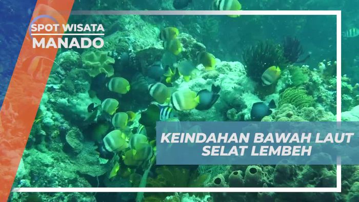 Diving Asik Menikmati Keindahan Bawah Laut Selat Lembeh Manado