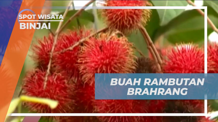 Rambutan Brahrang, Manis Legit Si Buah Kecil Berkulit Merah Asli Binjai