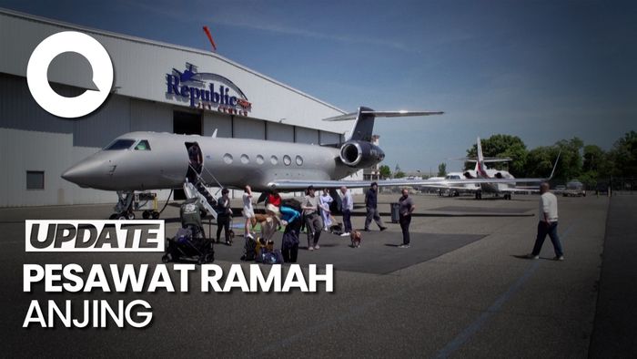 Maskapai BARK Air Luncurkan Penerbangan Ramah Anjing