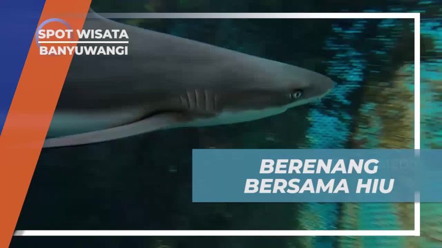 Momen Menegangkan Berenang Bersama Hiu di Banyuwangi