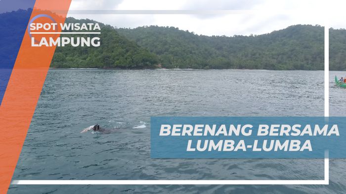 Momen Seru Berenang Bersama Lumba-lumba di Teluk Kiluan Lampung