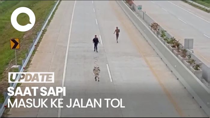 Aksi Petugas-Pemilik Kejar Sapi yang Masuk Tol Kisaran Sumut