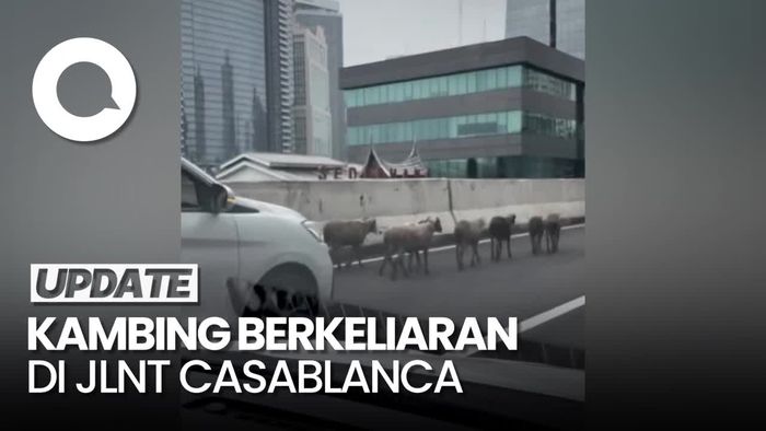 Video Gerombolan Kambing Berkeliaran di JLNT Casablanca