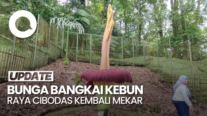 Bunga Bangkai Raksasa Mekar Ke-7 Kalinya di Kebun Raya Cibodas