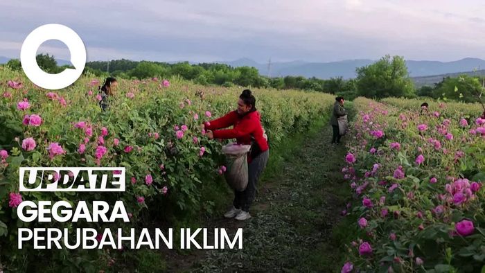 Perubahan Iklim Pengaruhi Industri Minyak Mawar Bulgaria