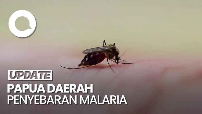 Pulau Papua Masih jadi Daerah Tertinggi Penyebaran Malaria
