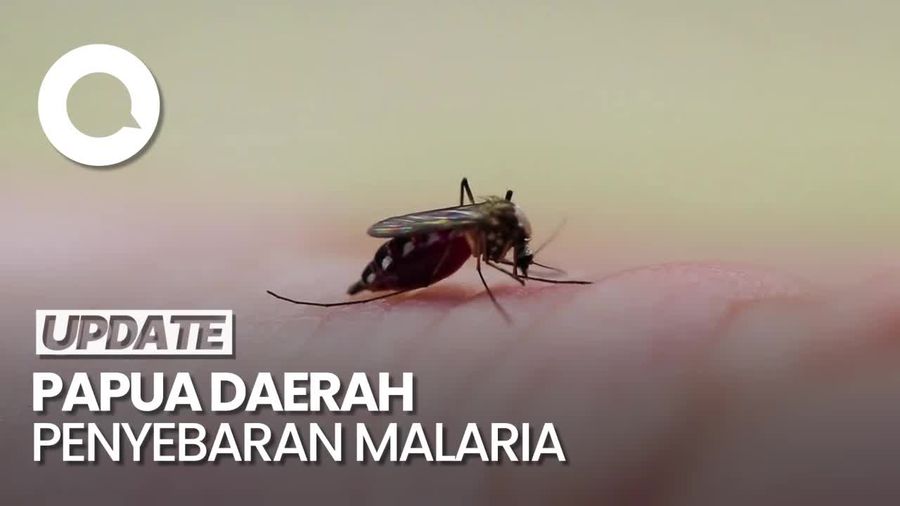 Pulau Papua Masih jadi Daerah Tertinggi Penyebaran Malaria